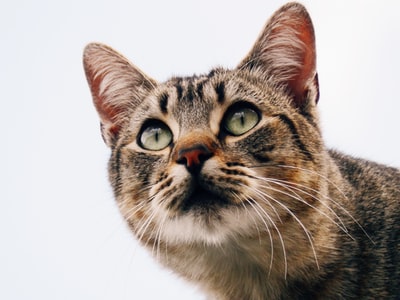 特写摄影的灰色虎斑猫
